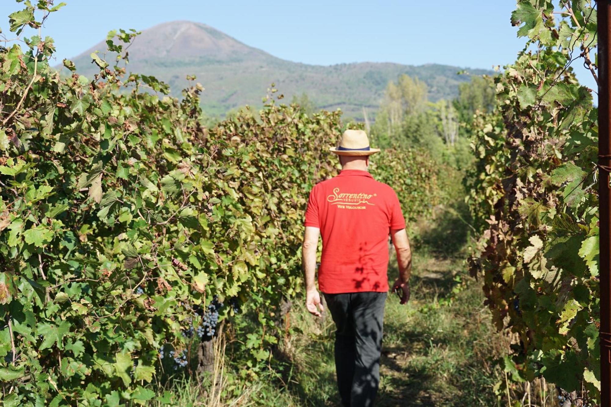 Vesuvio Inn Bed & Wine Experience Boscotrecase Luaran gambar